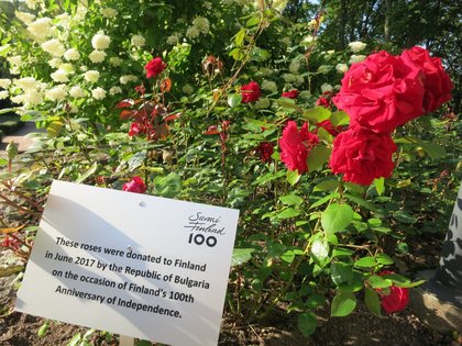 Откриване на алея със сто български розови храста, дарени от българската държава по повод 100-годишнината на Финландия