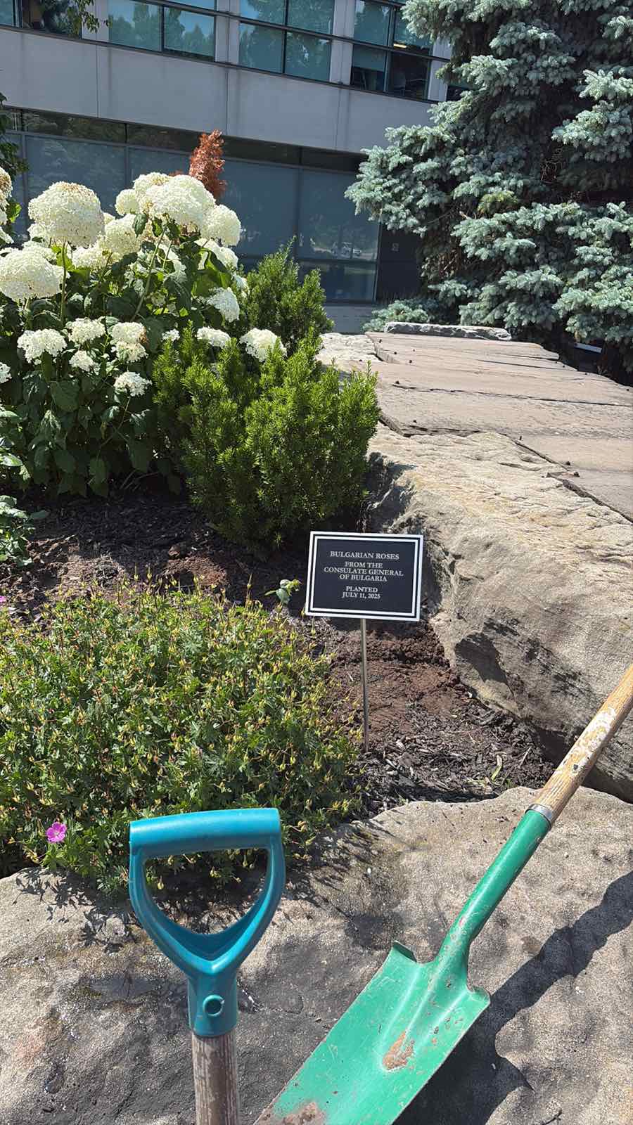 Bulgarian Roses Planted in Niagara Falls as a Symbol of Friendship and Cultural Connection