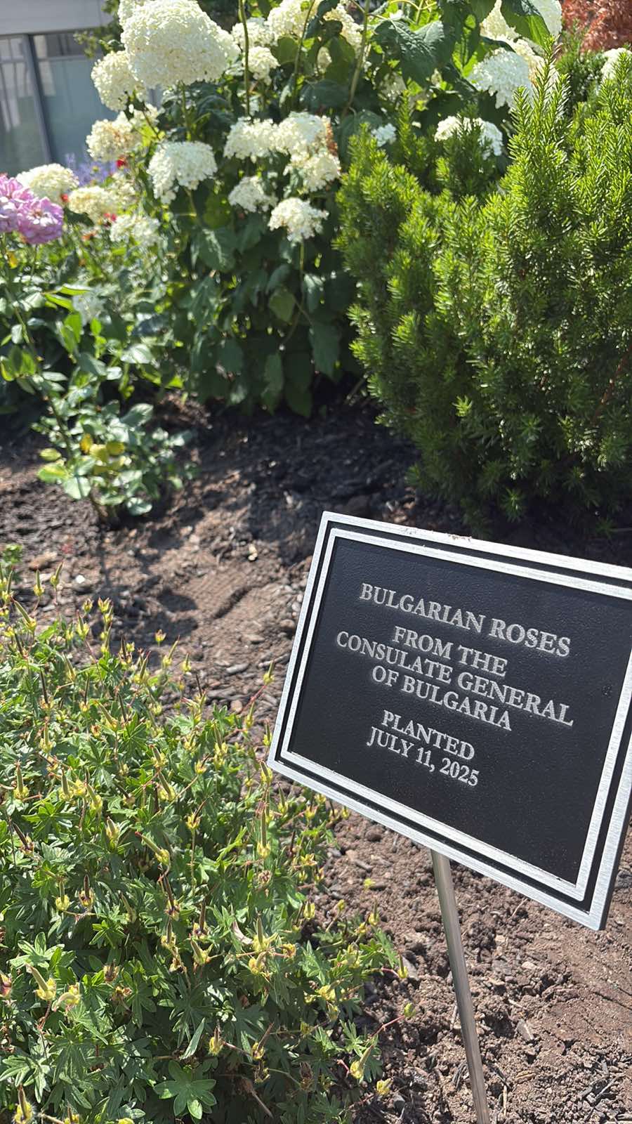 Bulgarian Roses Planted in Niagara Falls as a Symbol of Friendship and Cultural Connection