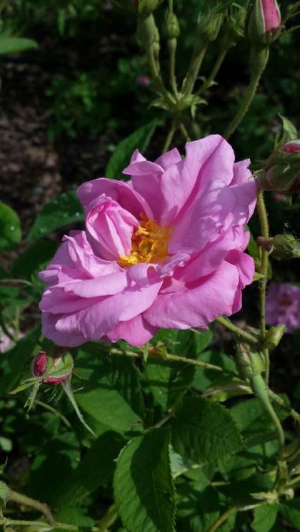 The first Kazanlak roses in the Bulgarian garden in lazienki Park have already blossomed!